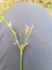 Fimbristylis dichotoma