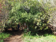 Brabejum stellatifolium