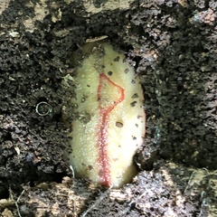 Triboniophorus graeffei