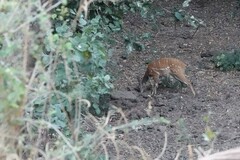 Tragelaphus sylvaticus