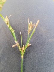 Fimbristylis dichotoma