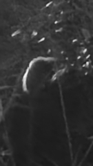 Didelphis virginiana