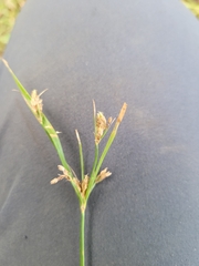 Fimbristylis dichotoma