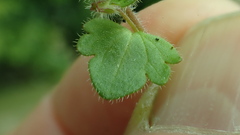 Veronica hederifolia