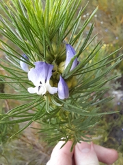 Psoralea pinnata