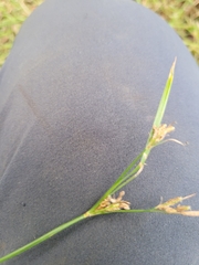 Fimbristylis dichotoma