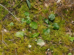 Pterostylis trullifolia