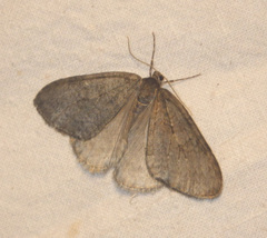 Operophterini