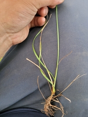 Fimbristylis dichotoma