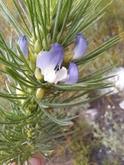 Psoralea pinnata