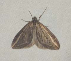 Chesias legatella