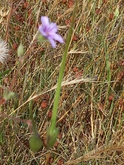 Erodium botrys