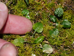 Pterostylis trullifolia