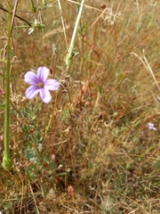 Erodium botrys