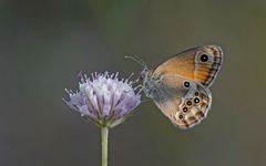 Coenonympha dorus