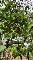 Vangueria parvifolia