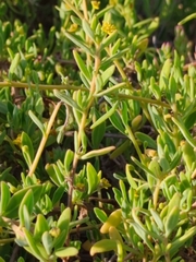 Tetragonia implexicoma