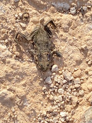 Bufotes boulengeri
