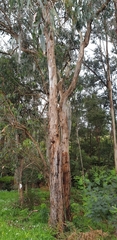 Eucalyptus cypellocarpa