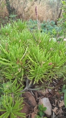 Senecio barbertonicus