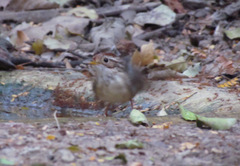 Pellorneum ruficeps