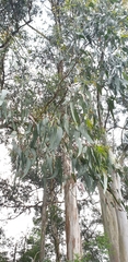 Eucalyptus cypellocarpa