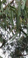 Eucalyptus cypellocarpa