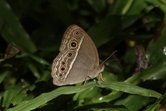 Mycalesis visala