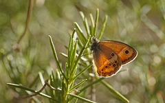 Coenonympha dorus