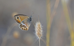 Coenonympha dorus
