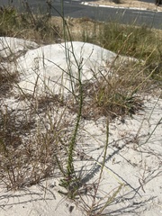 Wahlenbergia tenella