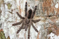 Avicularia juruensis