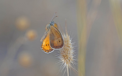 Coenonympha dorus
