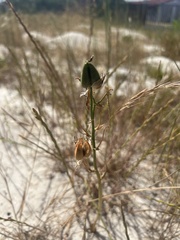 Albuca longipes