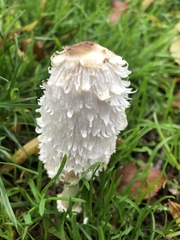 Coprinus comatus