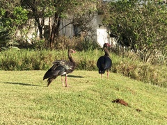 Plectropterus gambensis