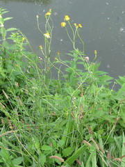 Jacobaea paludosa paludosa