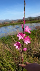 Watsonia borbonica