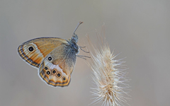 Coenonympha dorus