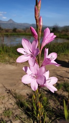 Watsonia borbonica
