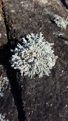 Stereocaulon saxatile