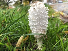 Coprinus comatus