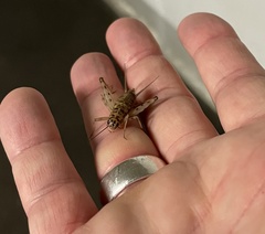 Gryllomorpha dalmatina