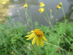 Jacobaea paludosa paludosa