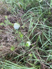 Nidorella ivifolia