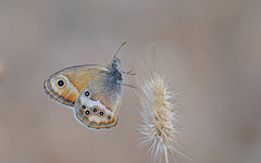 Coenonympha dorus
