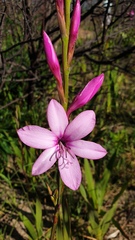 Watsonia borbonica