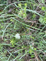 Nidorella ivifolia