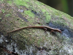 Sphenomorphus scotophilus