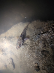 Epinephelus coioides